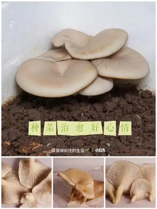 97品种选择:某宝96各种各样的品种,日常最爱吃平菇炒肉,06666