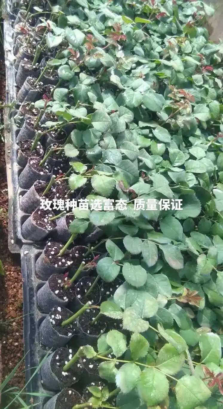 玫瑰花苗销售批发  欢迎咨询13759595796 - 抖音