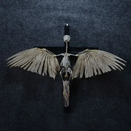 烹饪和餐饮用品 制作                   自由的骨头主营:标本 骨骼