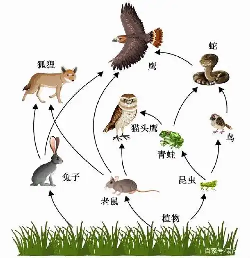 农村老鼠越来越少,城市老鼠却越来越多,这是怎么回事?
