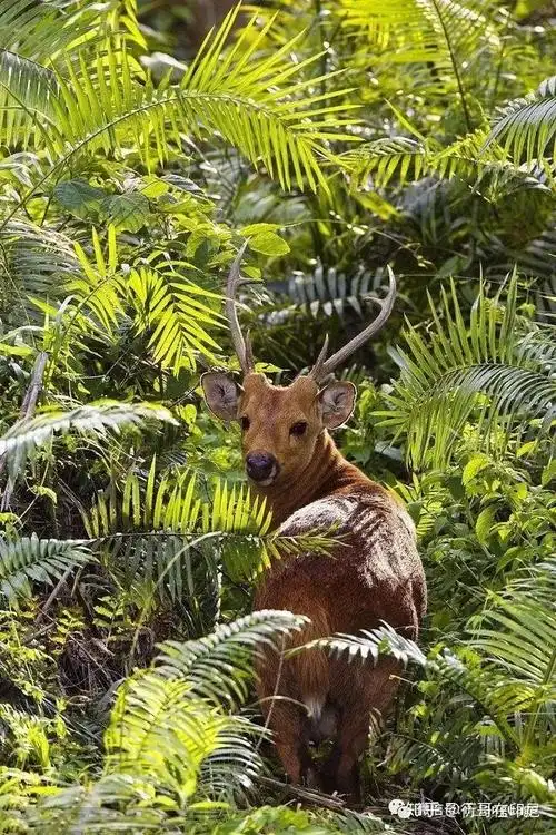 10 巴岛花鹿—跳跃的精灵