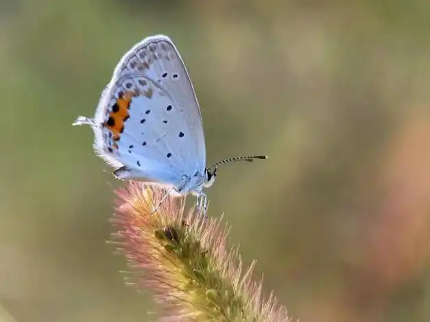 手机摄影一日一图微距作品精选第266期
