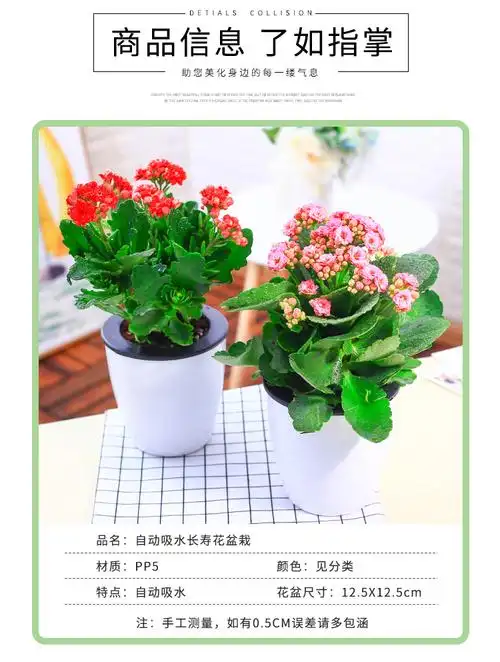 重瓣长寿花盆栽室内办公室桌面观花植物四季开花年宵花卉绿植