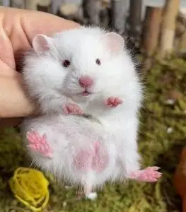 【长毛白熊】真正家养仓鼠金丝熊性格温顺好上手包健康包活包邮