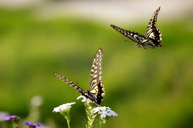 两只蝴蝶翩翩舞