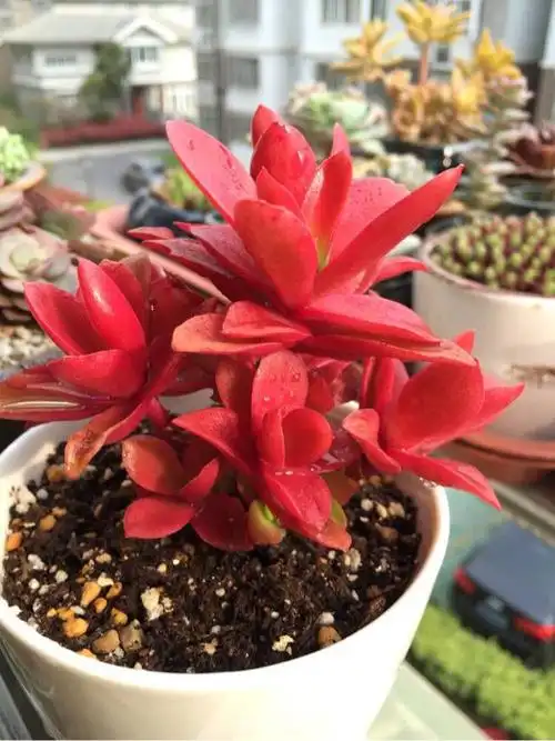 这火祭继续养会变好看吗?