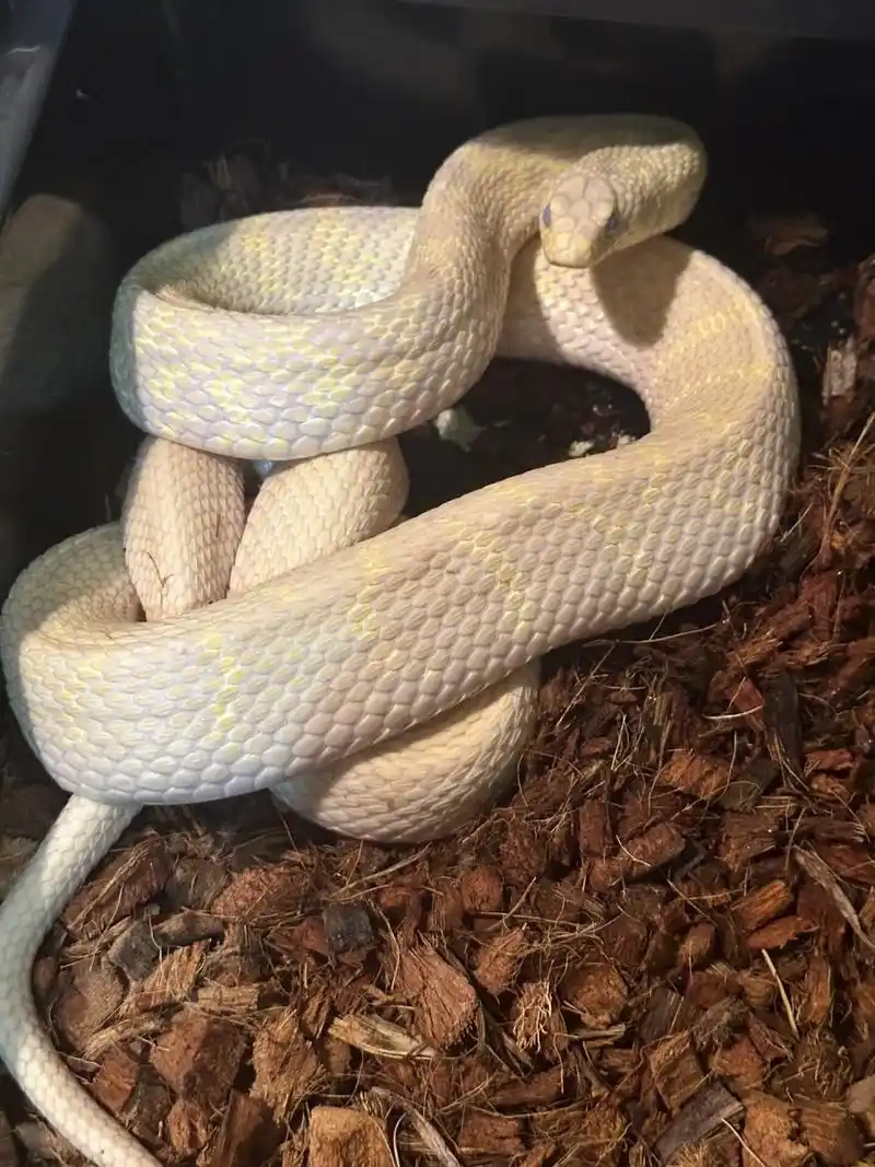 白化王锦蛇 成体白化王锦蛇#王锦蛇