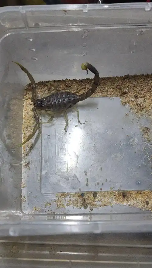 约旦滑尾钨金蝎