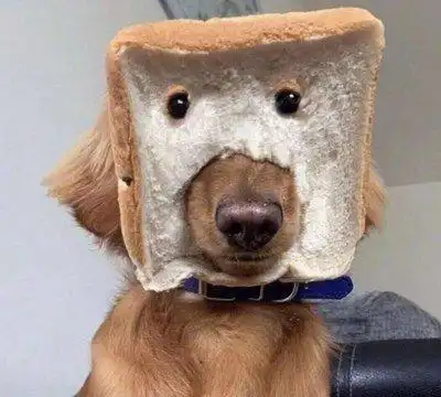 抖音沙雕狗子头像