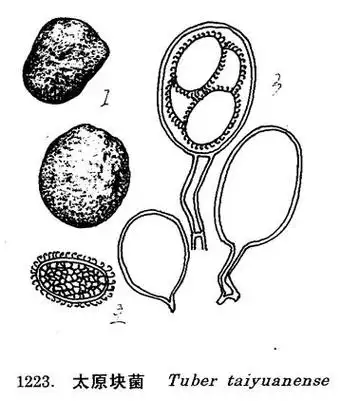p>子囊果宽0.7-1.