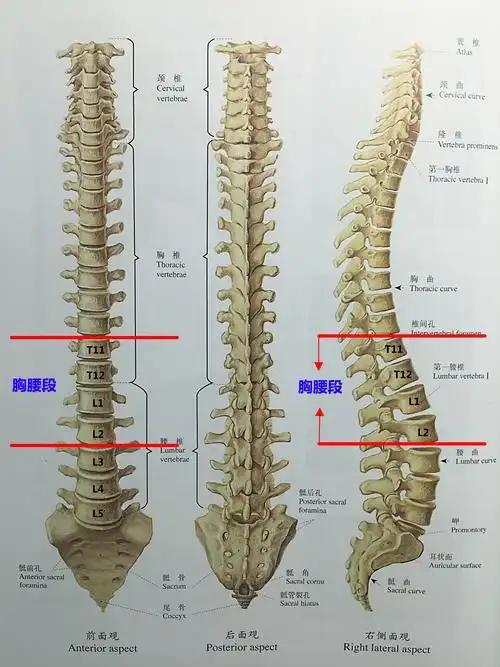 胸腰段是指胸11-腰2( t11-l2 )脊椎节段,由于胸腰段是由较固定的胸椎
