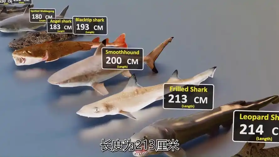 11 世界上最大的鲨鱼是什么鲨,你们知道吗?#世界之最#鲨鱼