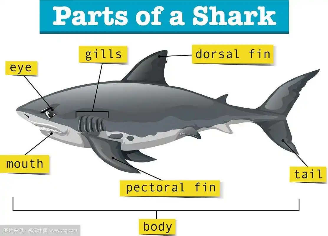 图显示鲨鱼的部分