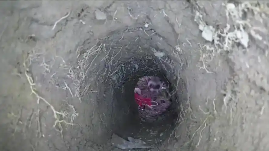 农场兔子泛滥成灾,男子把雪貂放进兔子洞,结果当场炸锅了!