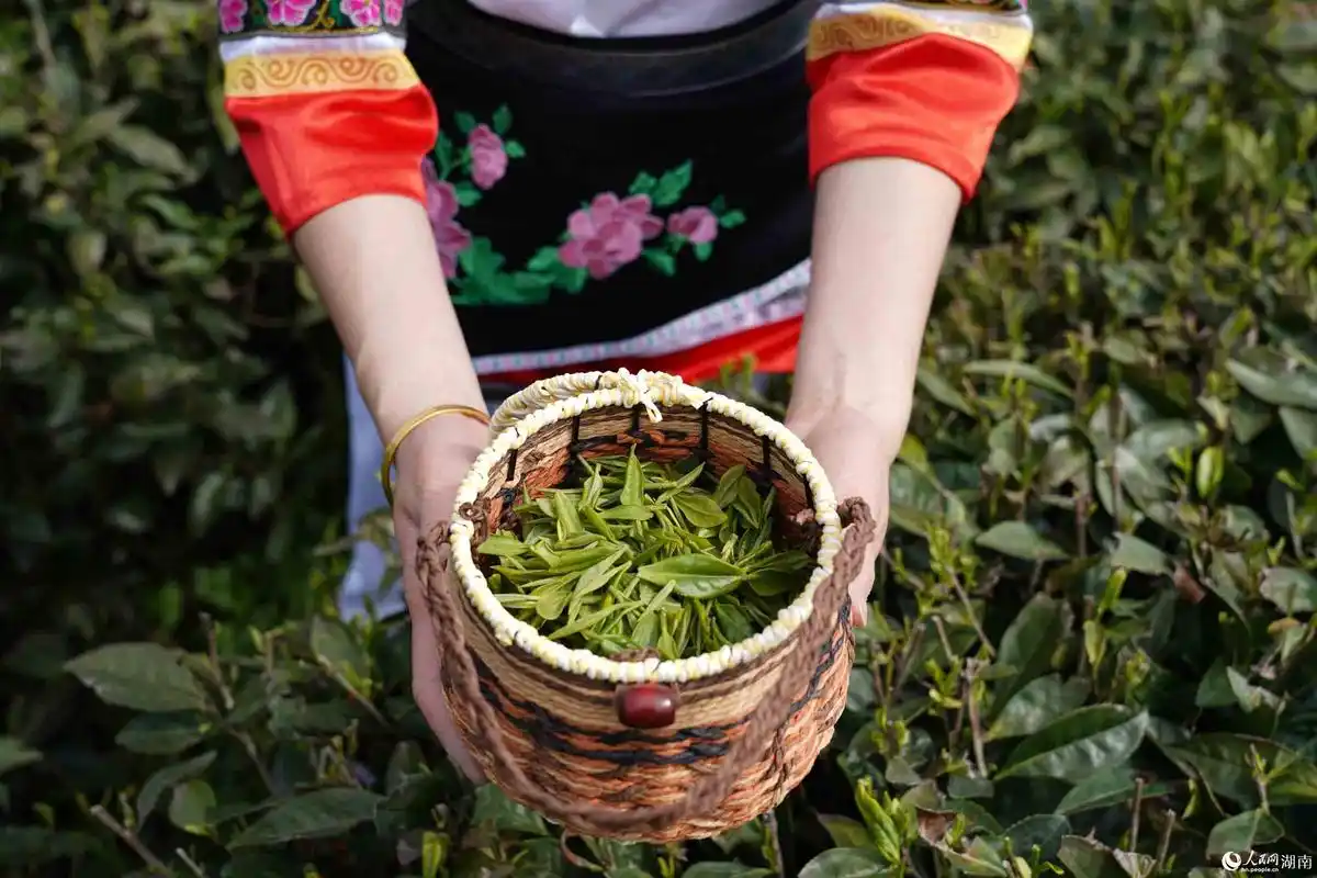 湖南桑植故乡春意浓村民采茶忙