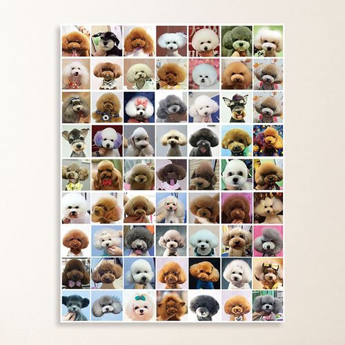 泰迪贵宾造型海报宠物美容宠物店贴画狗狗造型图墙画小狗画769