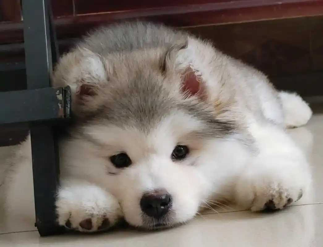 阿拉斯加 #阿拉斯加灰桃脸 记录肉包包小时候的样子! - 抖音