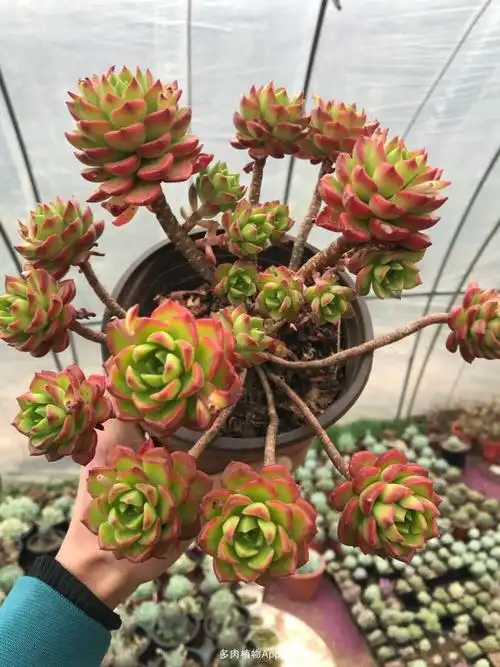 基地直销各种精美多肉老桩造型,一物一拍,全都是自家多年精养的,需要