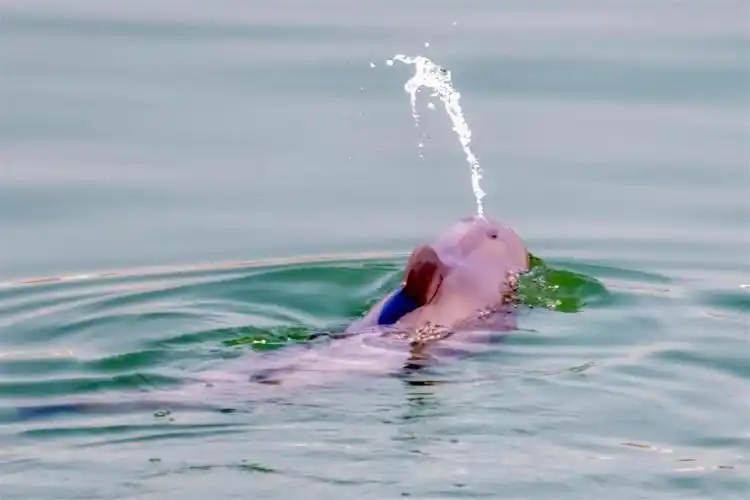 杨河2月26日拍摄到江豚吐水泡泡(杨河提供)长江江