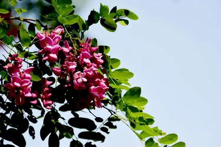 紫穗槐花开艳丽 金银树花开旖旎