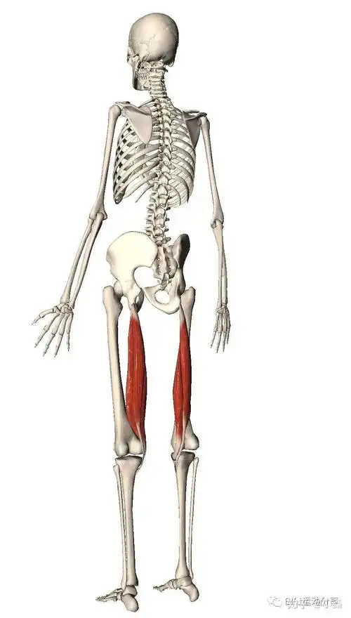 半腱肌和半膜肌构成了腘绳肌的另一半,与股二头肌在力量上形成互补和
