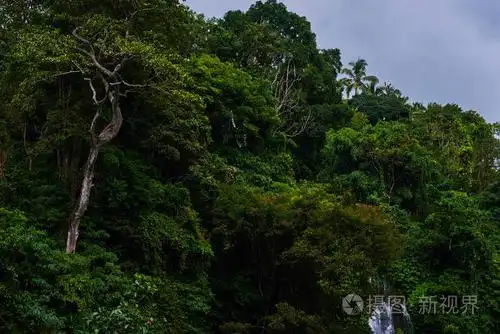 东南亚的深热带丛林.茂密的热带雨林, 自然背景.