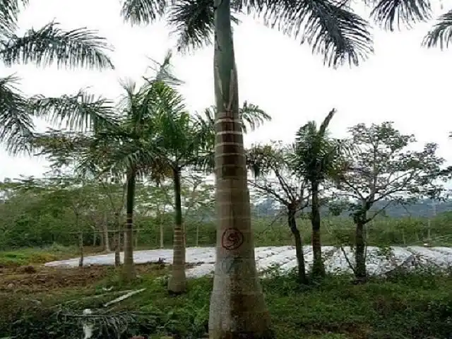 大王椰子树苗批发大王椰子移植苗袋苗树苗规格齐全