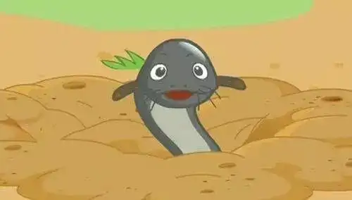 简笔画动物带颜色泥鳅