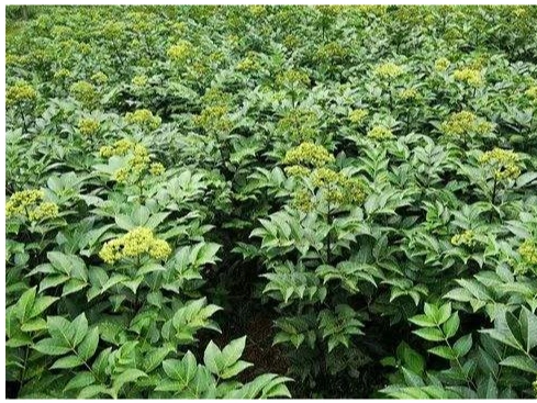 药材种植发展前景较可观的有以下几种