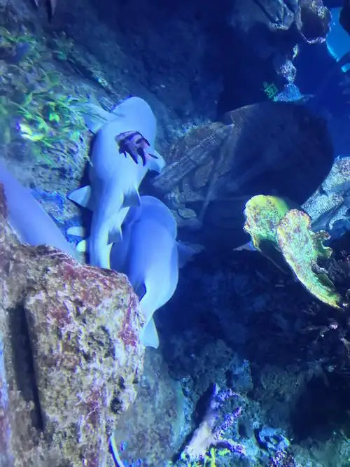 西安曲江海洋馆一日游