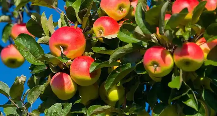 苹果树实生苗几年才能结果