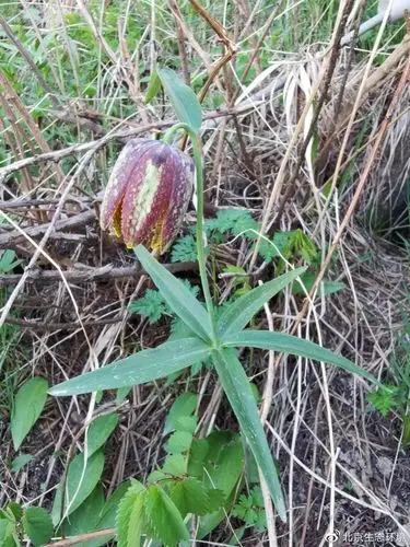 北京生物图鉴轮叶贝母