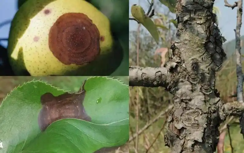 梨树9大病害全方面分析高清图谱展示最新防治方案供农户参考