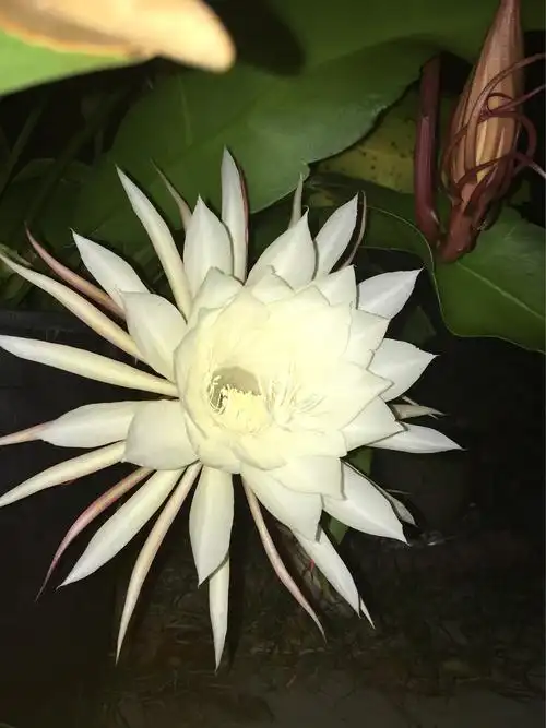 其它 喜迎朝晖的昙花 写美篇倩影留踪——昙花开合实录