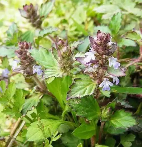 凉茶界的明星植物你认识哪几种