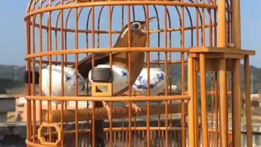 精品母画眉鸟鸣叫,鸣音甜美清脆,值得品味,好声音伴您好心情