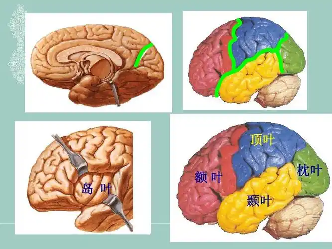 顶叶 岛 叶 额叶 颞叶 枕叶