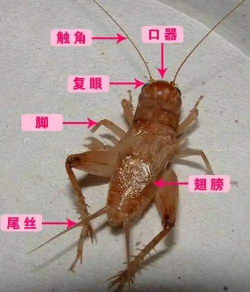 图片 lv 3天前 回答 全部答案道中道道 lv48 3天前 一,蟋蟀身体的构造