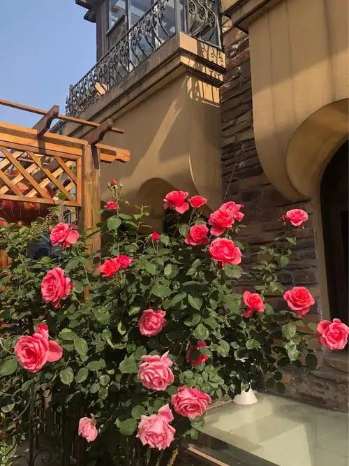 小院子里的月季,各种花色品种美到醉!