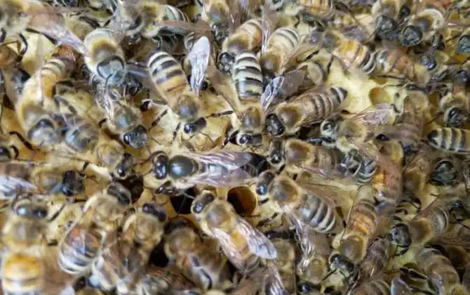 意蜂和中蜂有什么区别?