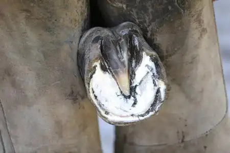 鲁拉动物农场一匹马蹄的特写照片照片