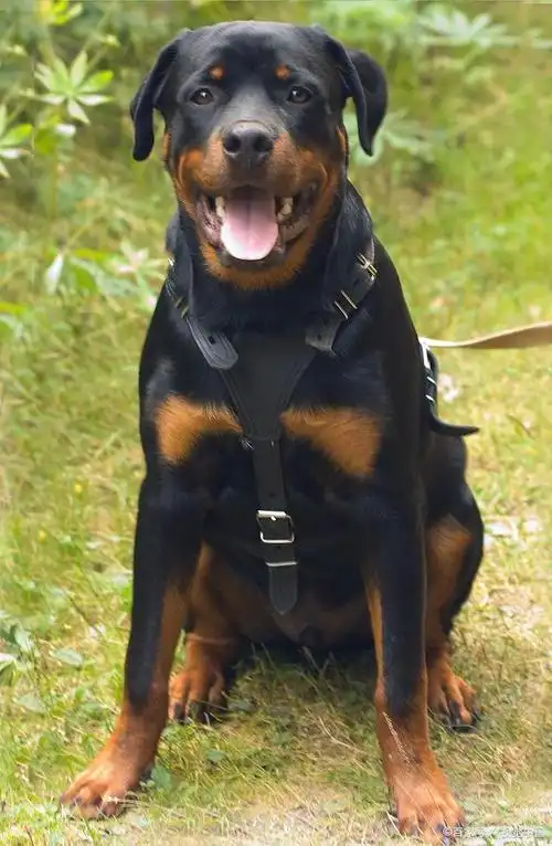 罗威纳犬!勇气和力量是它的代名词