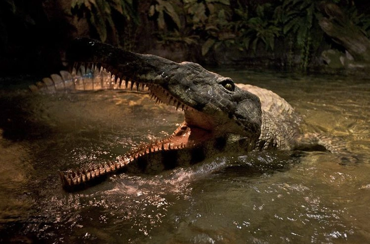 来自水边的古老掠食者狂齿鳄