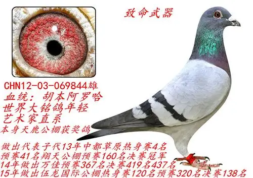 胡本家族阿洛哈致命武器