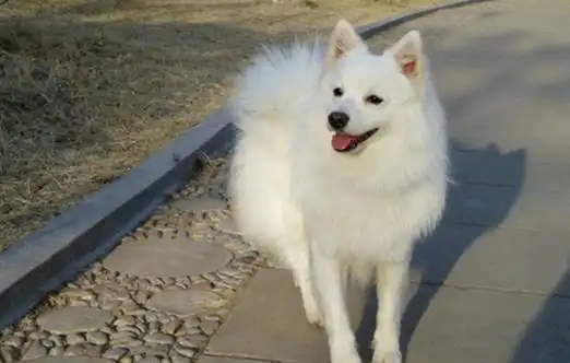 7种长得最像狐狸的狗 长的像狐狸的狗是什么