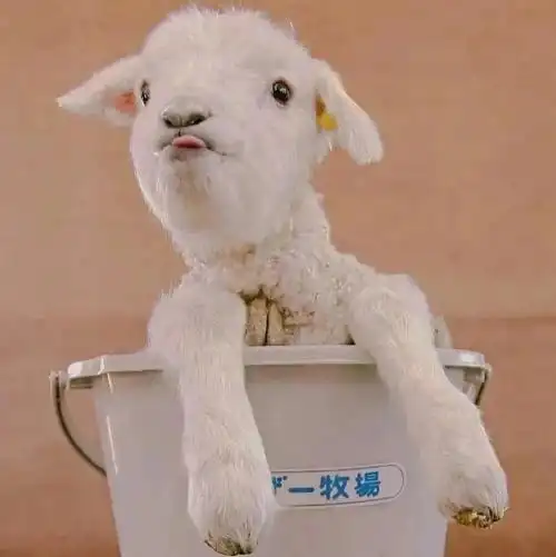 小羊头像图片大全可爱情侣 超可爱的小羊情头