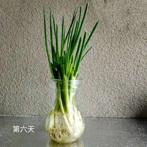 这是一个星期后的小葱生长的样子,是不是和第一天的时候差别很大.