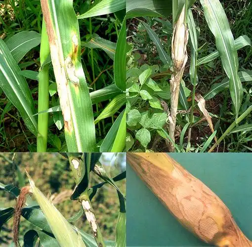 玉米纹枯病