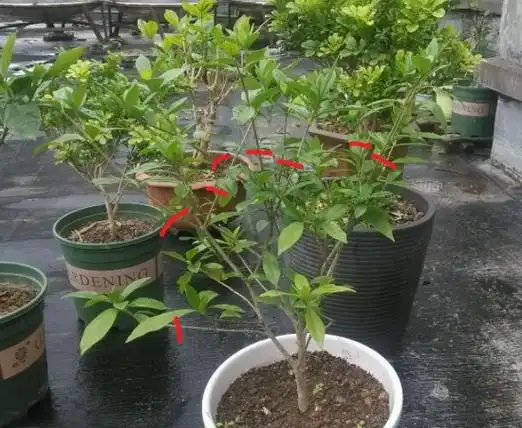 盆栽日本红枫的养殖方法和注意事项