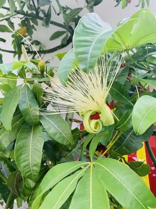 稀有物种:猴面包树